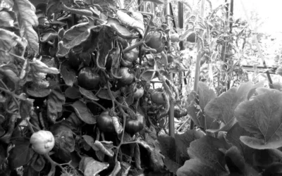 Pour une communication durable, la stratégie permacole